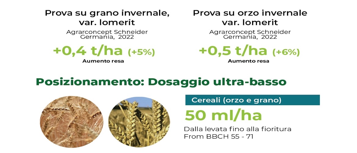 biimore-biostimolante-per-cereali-grano-duro-fonte-rovensa-next-redazionale-aprile2024-700x500.jpg